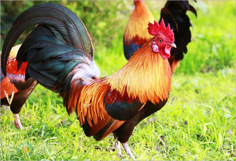 dac diem nam mang sinh gio dau