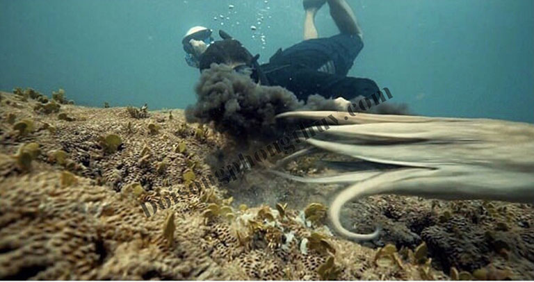 bach tuoc phun muc den de phong ve