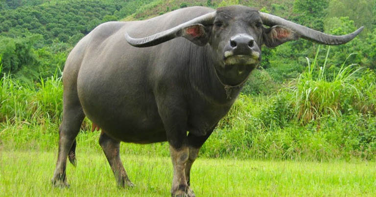 giai doan dẹp nhat nam mang tan suu