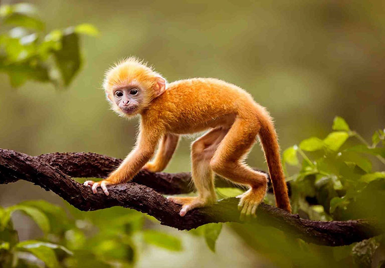 Nguoi tuoi Than sinh nam nào? Menh gi?