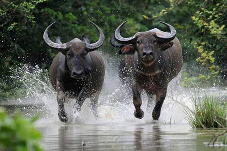 Tong quan van menh nguoi tuoi suu