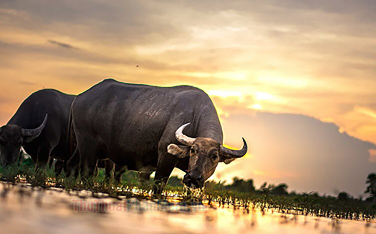 dien bien tu vi tuoi suu 2023 theo tung thang