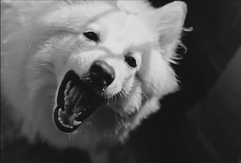 Xuat hien tieng cho sua dai dang