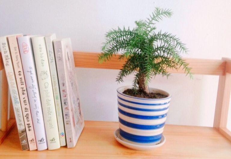 Cây tuyết tùng còn có tên gọi khác nữa đó chính là cây bách Nhật Bản.