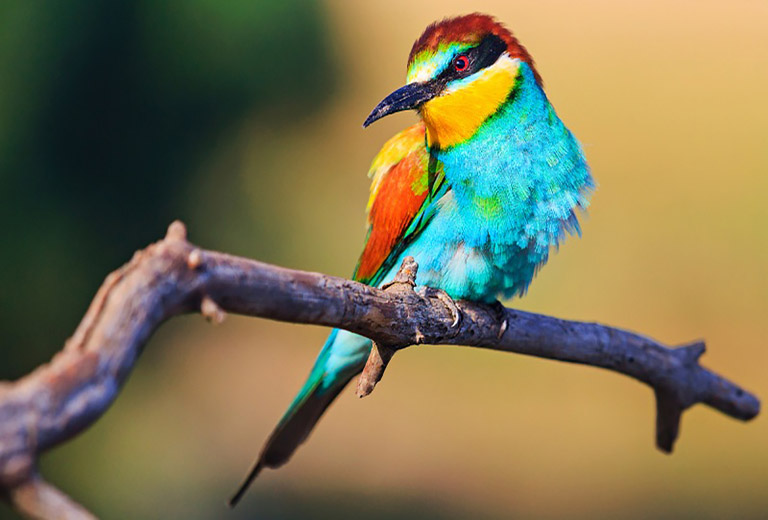 Dong vat thuong xuyen den nha