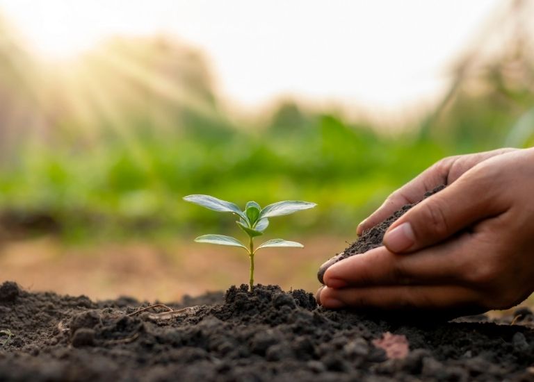 Mệnh Mộc thường đại diện cho các loài cây cối, cỏ cây hoa lá với sức sống mãnh liệt trên thế giới thực tại.