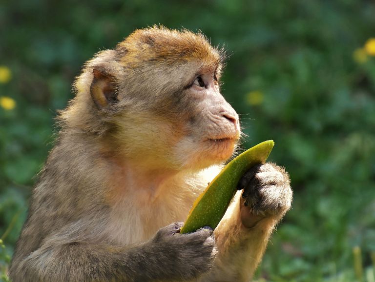 Đàn ông tuổi Mậu Thân là con nhà Huỳnh Đế, xương con Khỉ nhưng tướng tinh con Lạc Đà và được Phật Bà Quan Âm độ mạng.