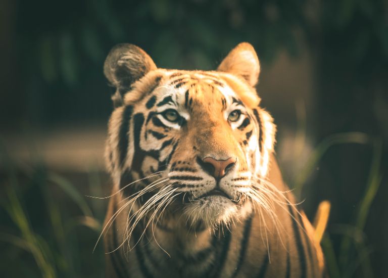 Đàn bà tuổi Nhâm Dần có tướng tinh Con Ngựa và xương con Cọp, số vận được Bà Cửu Thiên Huyền Nữ độ mạng.