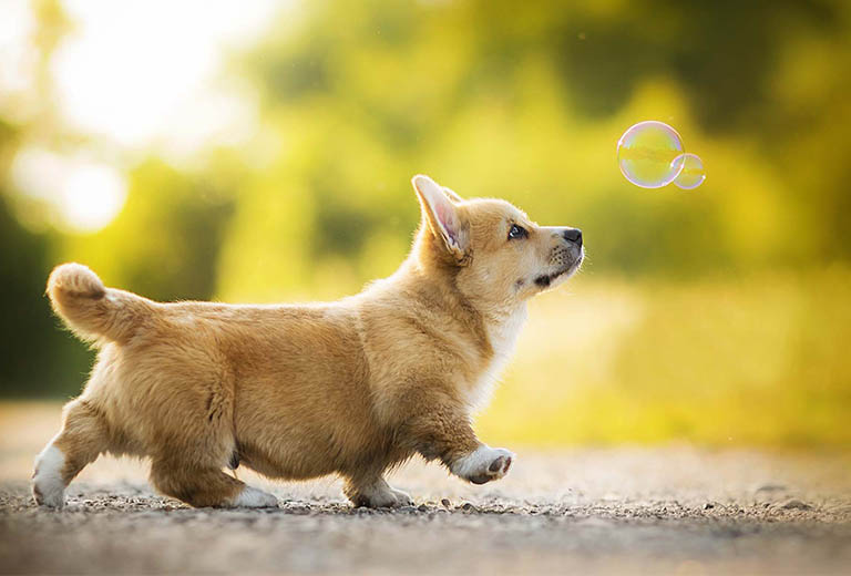 thong tin chung tuoi canh tuat