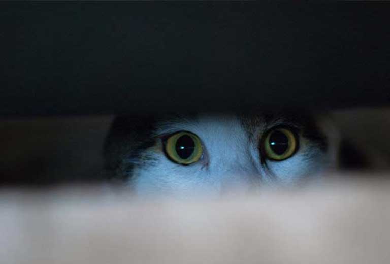 vat nuoi co hanh dong la lung