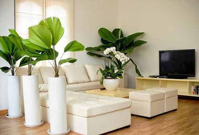 cay phong thuy phong khach