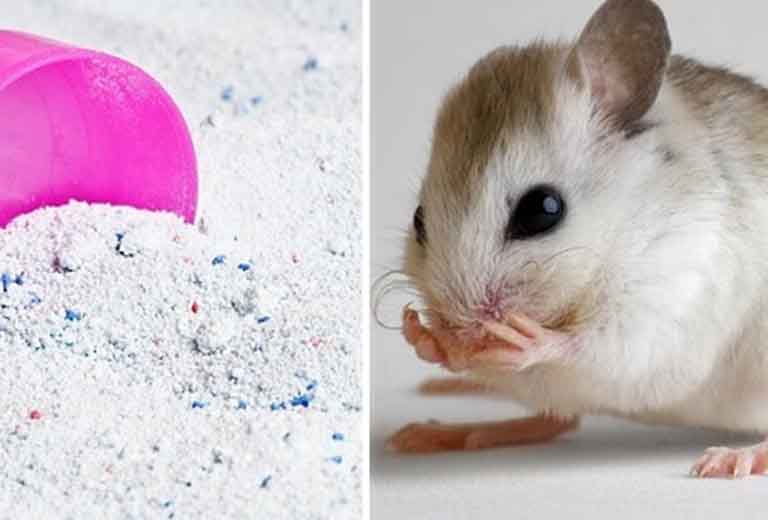 su dung xa phong ban tho than tai bi chuot pha 