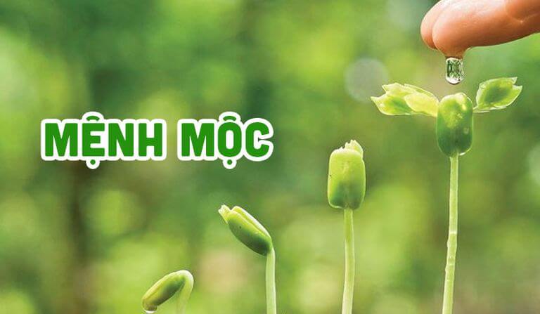 Mệnh Mộc chỉ về mùa xuân tượng trưng cho sức sống mãnh liệt, sự sinh sôi, nảy nở của cỏ cỏ cây.