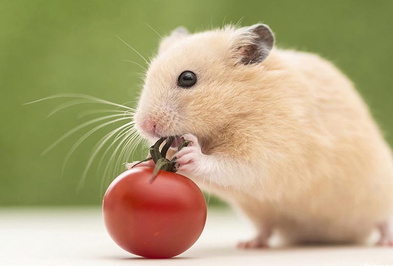 nguoi tuoi ty sinh nam nao