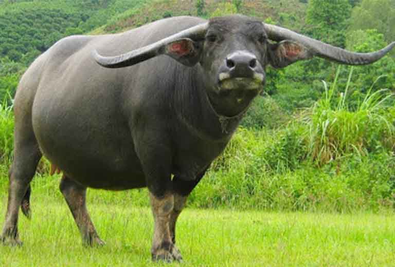 thong tin chung tuoi quy suu 1973