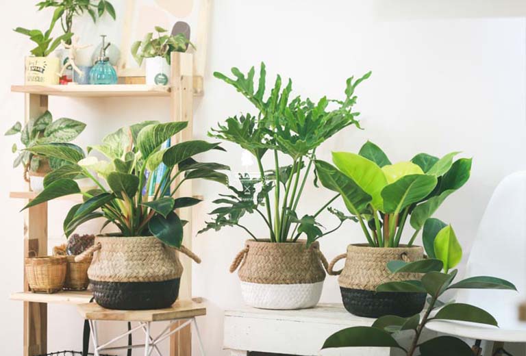 vat pham phong thuy nha o tuoi quy hoi 1973