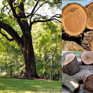 ý nghĩa phong thuỷ gỗ óc chó