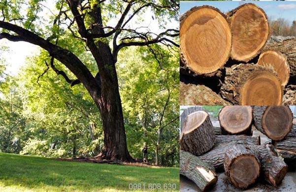 Ý nghĩa phong thuỷ gỗ óc chó