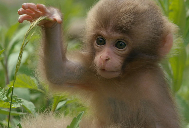 da phong thuy cho nguoi tuoi kim