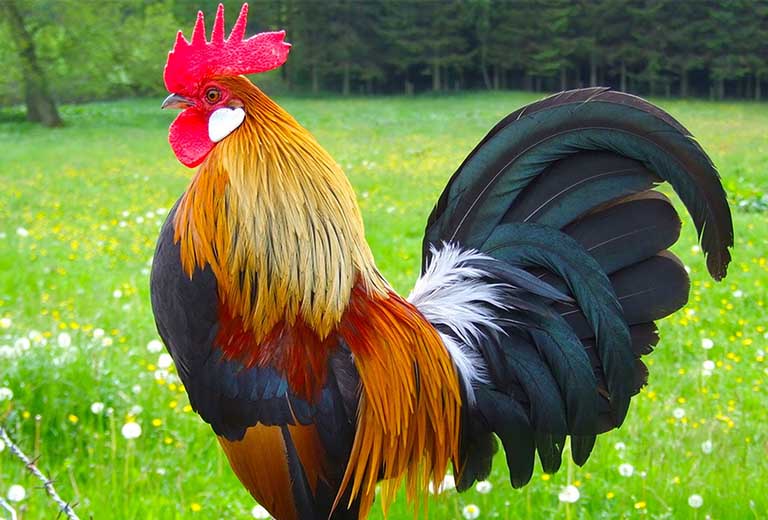 da phong thuy cho nguoi tuoi dau