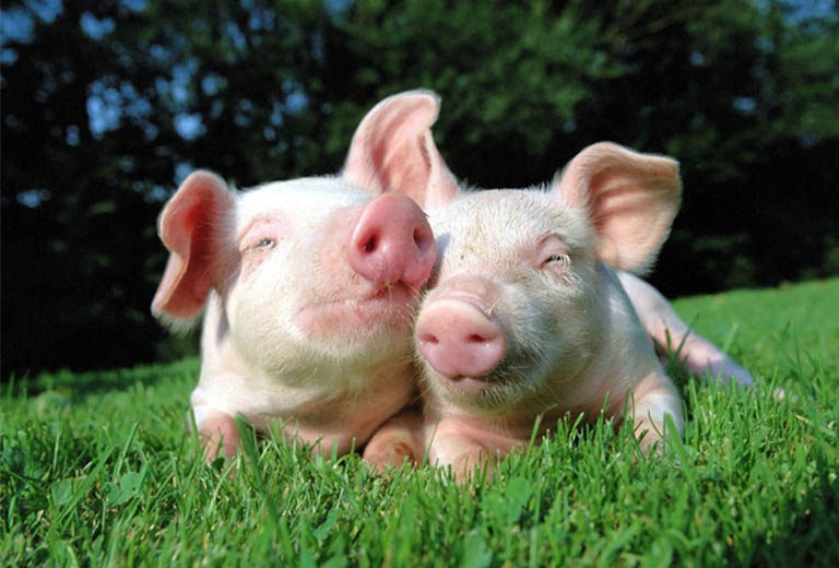 da phong thuy cho tuoi hoi