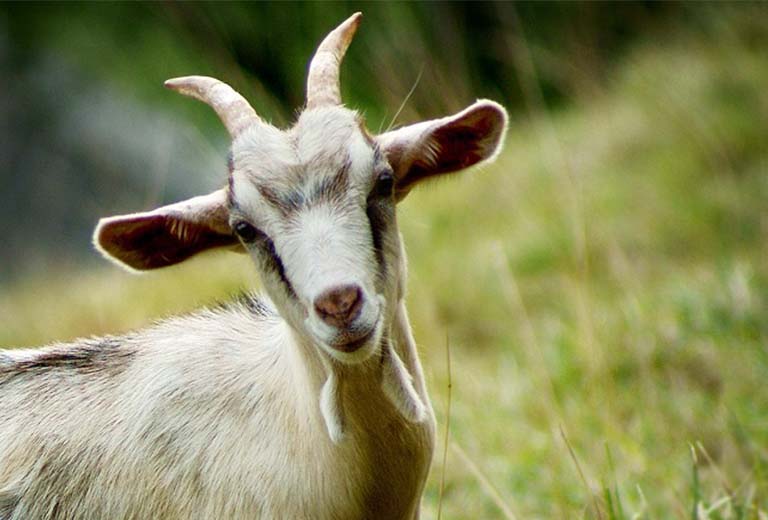 thong tin co ban ve nguoi tuoi mui