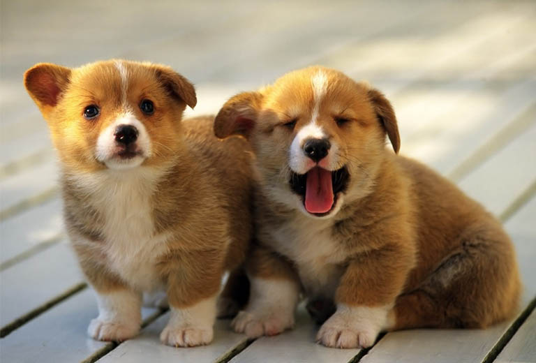 da phong thuy cho nguoi tuoi tuat