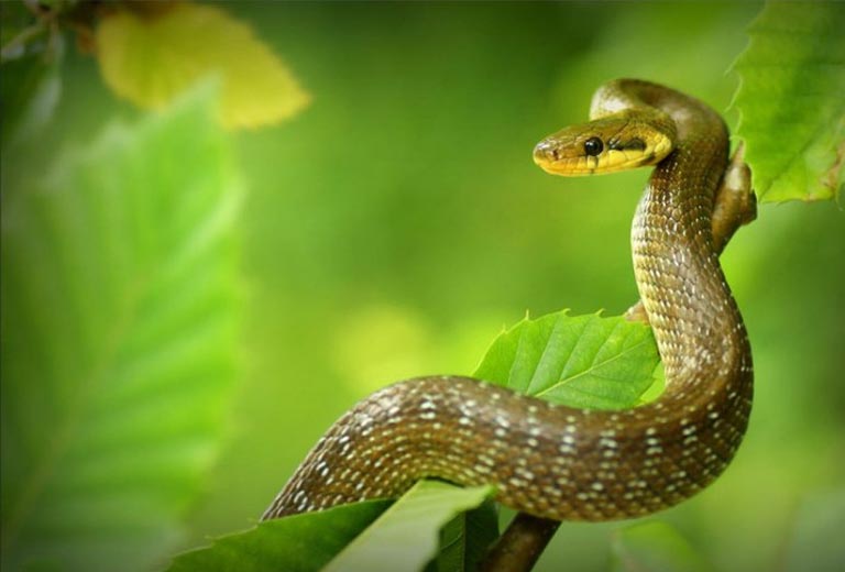 thong tin co ban tuoi ty