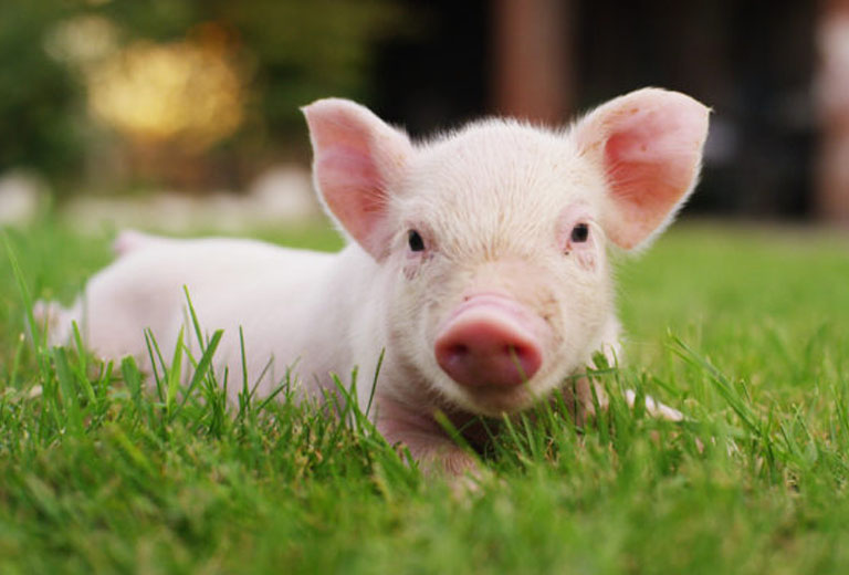 qua cau phong thuy hop tuoi hoi