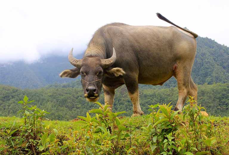 qua cau phong thuy hop tuoi suu