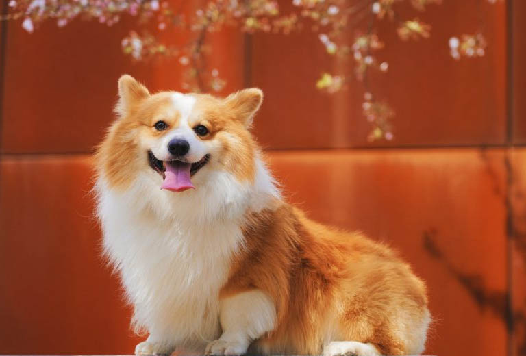 qua cau phong thuy hop tuoi tuat